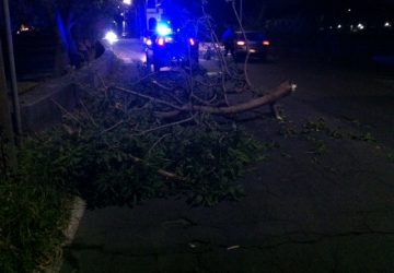 Mascali, forti raffiche di vento. Albero sulla strada a S.Anna
