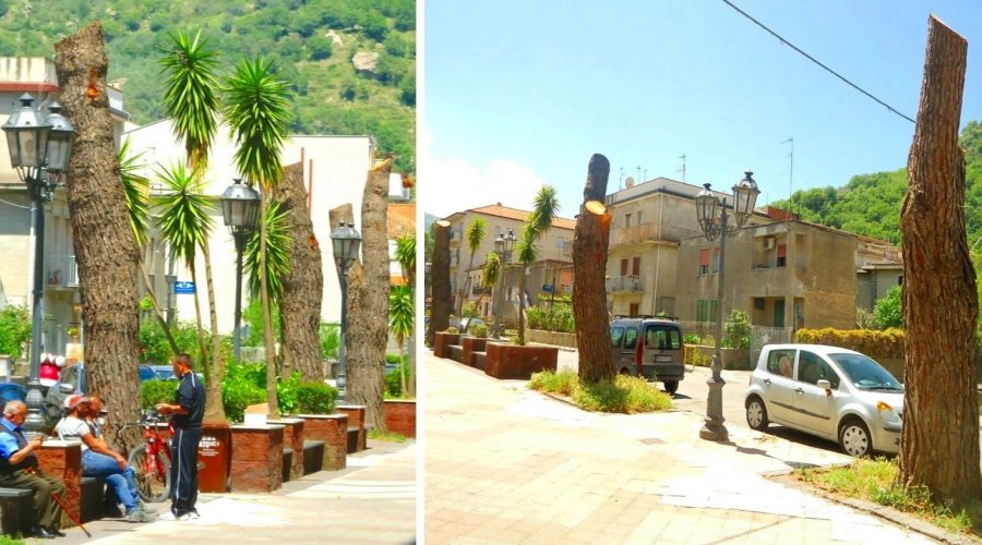 Francavilla di Sicilia e gli alberi “decapitati”