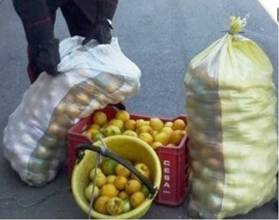 Mascali, furto di limoni in un terreno di via Carcarella: arrestati due giarresi