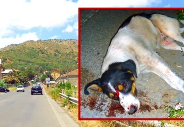 Francavilla di Sicilia: una serata “da cani”