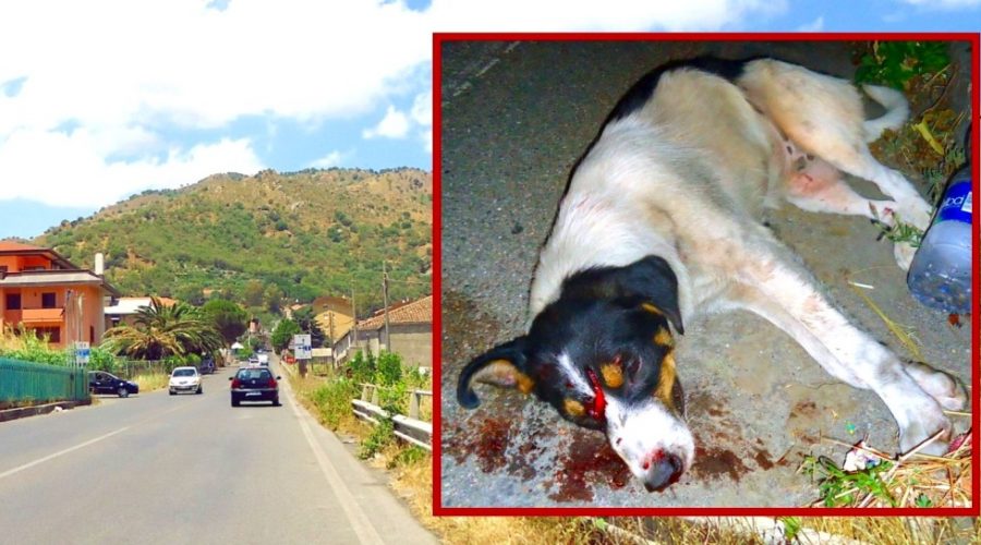 Francavilla di Sicilia: una serata “da cani”