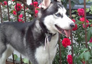 Dalla casa ai rifiuti: la tragedia di Dolceluna