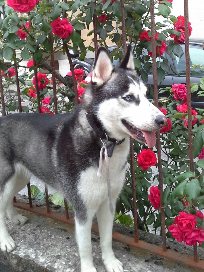 Dalla casa ai rifiuti: la tragedia di Dolceluna