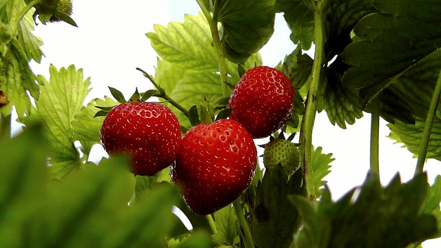 La fragola di Maletto ed il lavoro nero: sospese due aziende