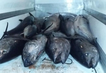 Acireale: sequestrate oltre 7 tonnellate di tonno rosso a S. Maria la Scala