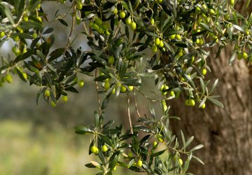 Confagricoltura, olio extra vergine di Sicilia IGP in tavola dalla prossima stagione