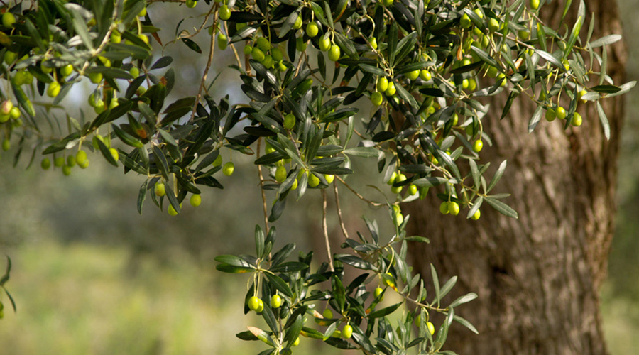 Confagricoltura, olio extra vergine di Sicilia IGP in tavola dalla prossima stagione