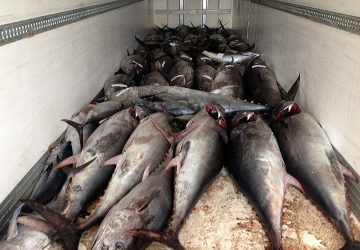 Pozzillo: sequestrati 1700 kg di tonno rosso. Sanzioni per 8.000 euro