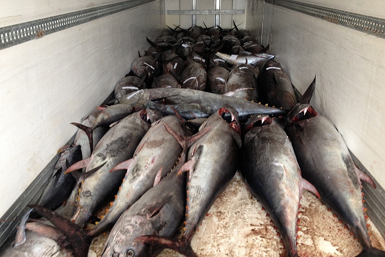 Pozzillo: sequestrati 1700 kg di tonno rosso. Sanzioni per 8.000 euro