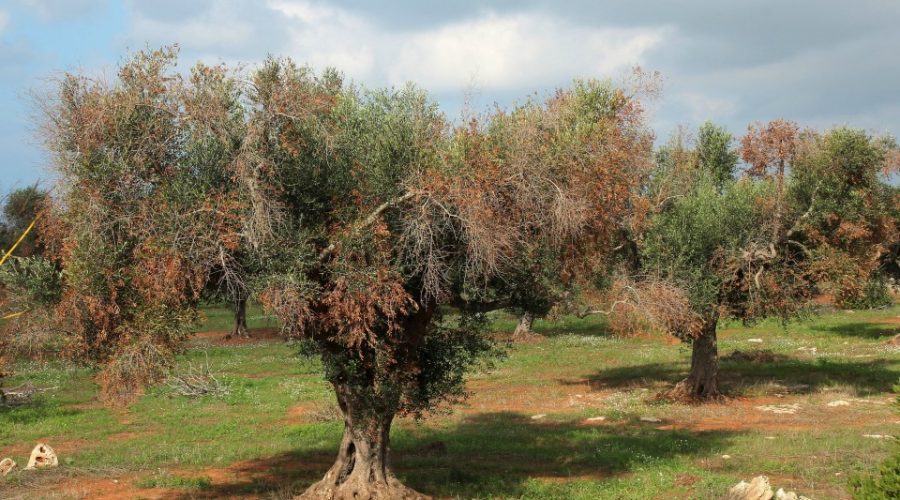 Confagricoltura Catania: ieri a Giarre convegno su emergenza Xylella fastidiosa