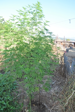 Una &ldquo;stupefacente&rdquo; azienda agricola: denunciati un giovane di Acireale ed uno di Aci S. Antonio