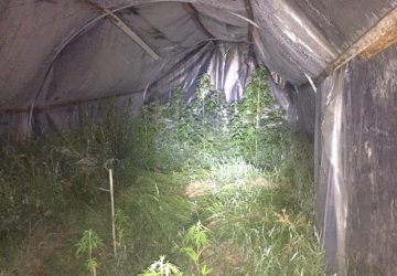 Francavilla: piantagione di marijuana a gestione familiare VIDEO