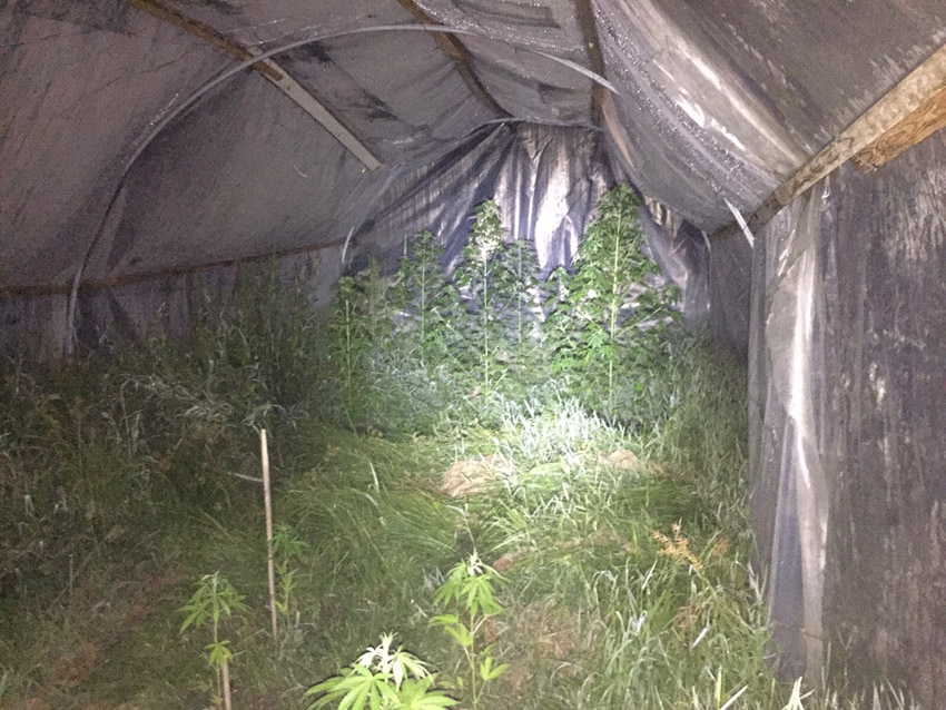 Francavilla: piantagione di marijuana a gestione familiare VIDEO