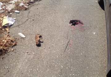 Giarre, cuccioli di cane abbandonati alla morte