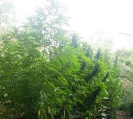 Sequestrata a Belpasso una piantagione di cannabis “skunk” da oltre 2 quintali. Arrestato 46enne