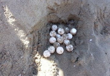 Catania, alla Playa trovate 75 uova di tartaruga