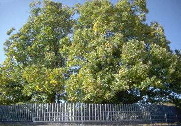 S. Alfio, il millenario castagno dei 100 cavalli, raccontato da Mariano Fresta