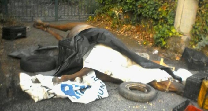 Trecastagni, Contrada Ronzini: dopo la cavalla morta fra la spazzatura, divelta la recinzione antidiscarica