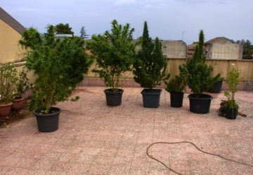 Acireale: insospettabile coltivava marijuana nel terrazzo di casa. Arrestato