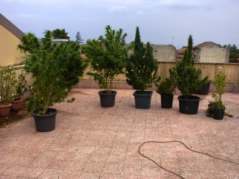 Acireale: insospettabile coltivava marijuana nel terrazzo di casa. Arrestato