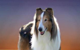 Torna a casa Lassie. A Giarre cercasi dirigente finanziario