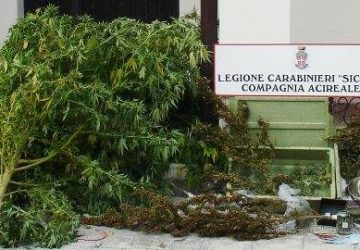 Acireale: 3 arresti per coltivazione e detenzione ai fini di spaccio di droghe