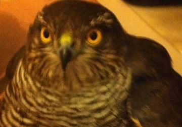 Viagrande‬, ‪&lrm;falchetto‬ si fa azzannare da un cane‬. Salvato e adottato da un veterinario