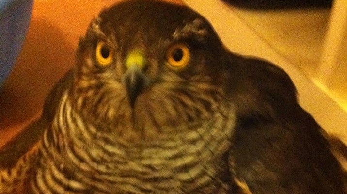 Viagrande‬, ‪‎falchetto‬ si fa azzannare da un cane‬. Salvato e adottato da un veterinario