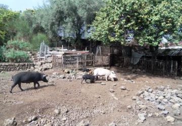 Randazzo: scoperto allevamento abusivo di suini. Due denunciati