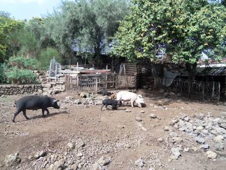 Randazzo: scoperto allevamento abusivo di suini. Due denunciati