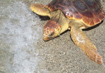 Catania: sono tornate a nidificare le tartarughe marine Caretta caretta