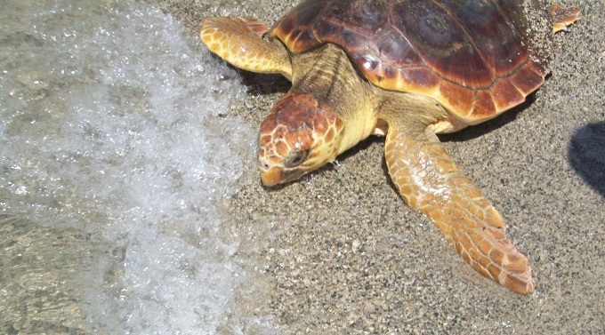 Catania: sono tornate a nidificare le tartarughe marine Caretta caretta