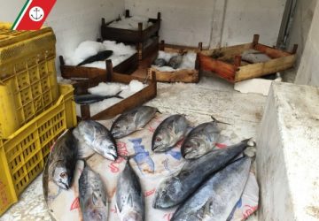 Sequestrato dalla Guardia costiera pesce sottomisura in cattivo stato di conservazione: due denunce