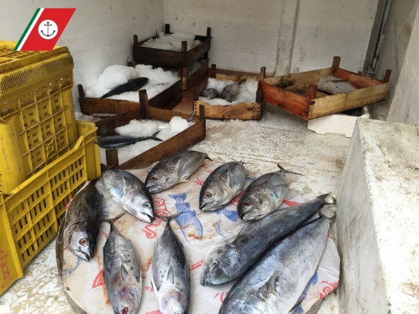 Sequestrato dalla Guardia costiera pesce sottomisura in cattivo stato di conservazione: due denunce