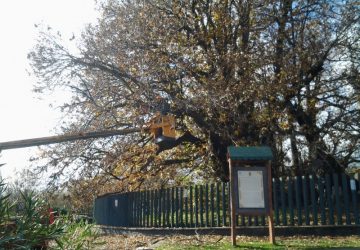 Sant'Alfio: domani intervento per curare il Castagno dei Cento Cavalli