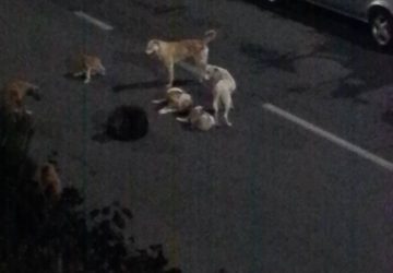 Trecastagni, allarme cani randagi: la denuncia di un cittadino