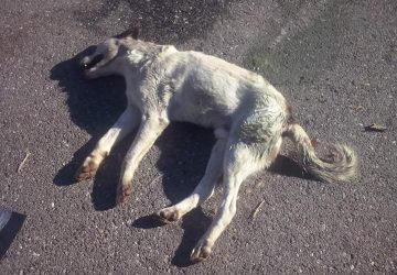 Patern&ograve;: ancora cani avvelenati. &ldquo;Una strage che si compie nell&rsquo;indifferenza del sindaco&rdquo;