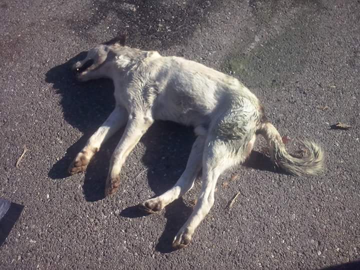 Milo: avvelenati alcuni cani di quartiere