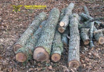 Maniace: taglio abusivo di alberi e furto di legna dai boschi del parco dei Nebrodi. Denunciato un 45enne