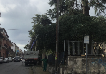 Giarre, al via bonifica alberi infestati da processionaria