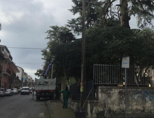 Giarre, al via bonifica alberi infestati da processionaria