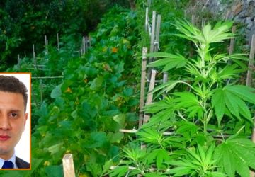 Francavilla, genitore assolto dall&rsquo;accusa di coltivare cannabis insieme al figlio