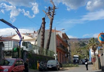 Santa Maria La Strada: &ldquo;assassinati&rdquo; i pini marittimi secolari dell&rsquo;ex scuola elementare