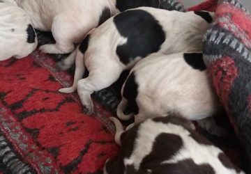 Mascali: ritrovati 7 cuccioli gettati in un cassonetto della spazzatura