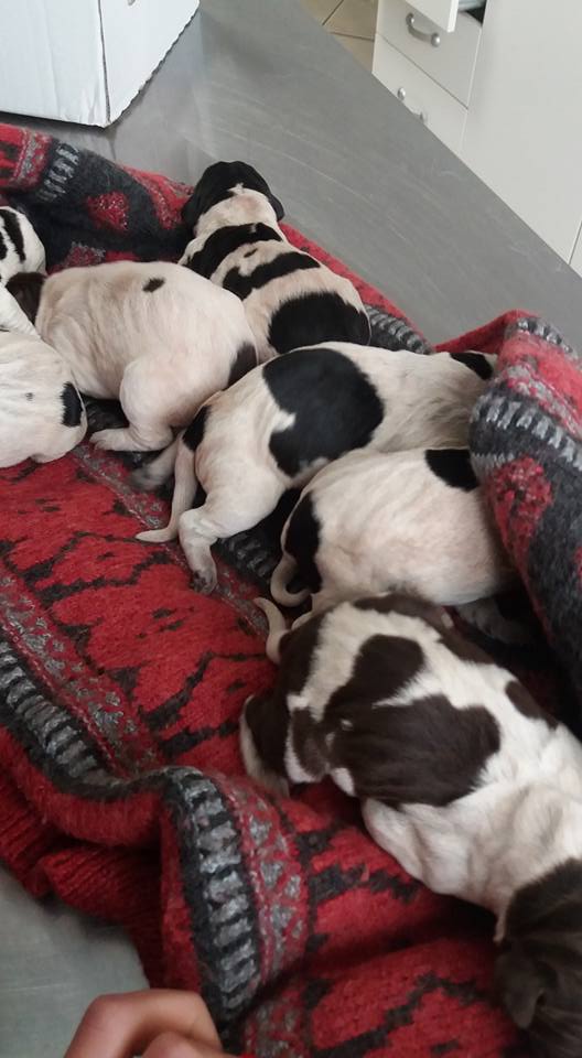 Mascali: ritrovati 7 cuccioli gettati in un cassonetto della spazzatura