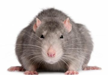 Disinfestazione nelle scuole: il calendario a Giarre e Riposto