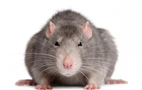 Disinfestazione nelle scuole: il calendario a Giarre e Riposto