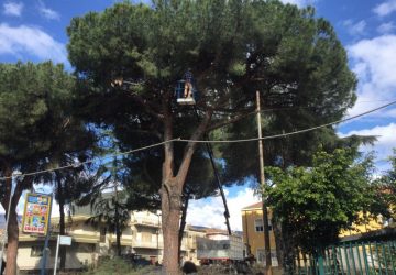 Giarre, allarme processionaria: completata potatura pini plesso Don Bosco