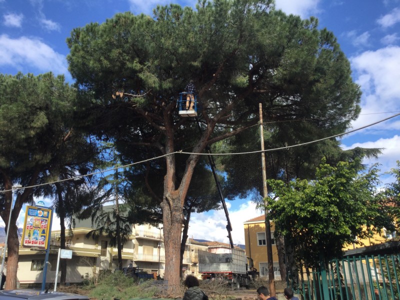 Giarre, allarme processionaria: completata potatura pini plesso Don Bosco