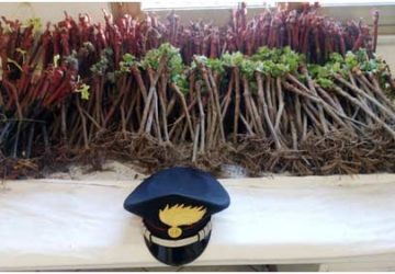 Castiglione di Sicilia, furto in azienda vitivinicola: denunciate 3 persone